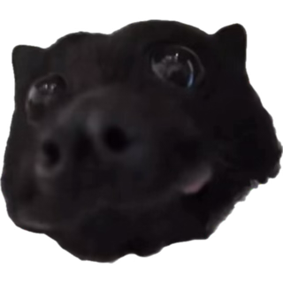 Kat Petunia